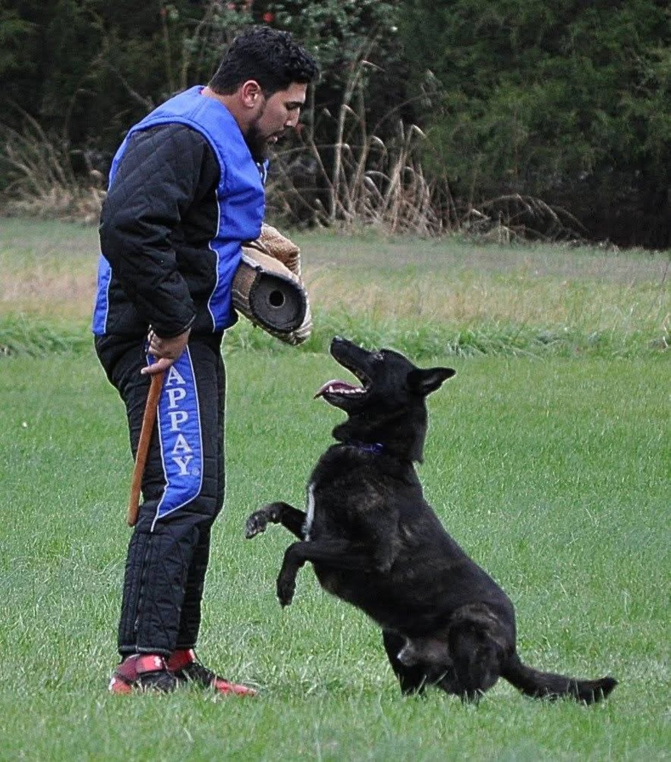 IGP protection and obedience training