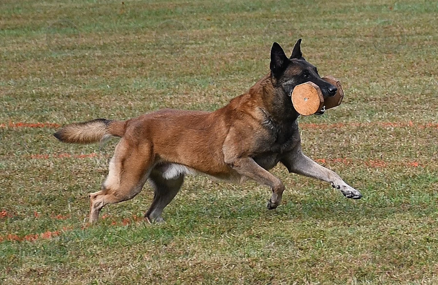 Working dog and handler at an event